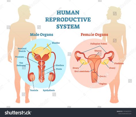 Reproductive System Project, Human Reproductive System, Anatomi Dan Fisiologi, Female Reproductive System Anatomy, Human Reproduction, دورة شهرية, Lap Book, Basic Anatomy And Physiology, Female Reproductive System