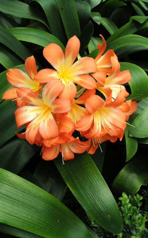 Bush Lily, Kaffir Lily, Orange Lily Flower, Flower Fire, Clivia Miniata, South African Flowers, Fire Lily, Lily Plant, Lily Plants