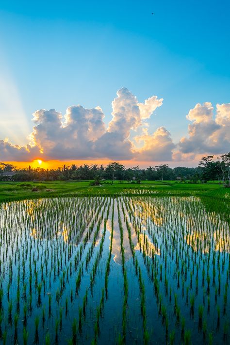 Fotografi Alam Landscape, Sawah Padi Aesthetic, Sawah Padi Photography, Indonesia Scenery Landscape, Raja Ampat Landscape, Rice Field Bali, Best Island Vacation, Photo Background Images Hd, Bali Island