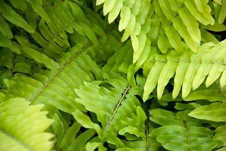 Growing and Caring for Boston Ferns | DoItYourself.com - these are supposed to be great air cleaning plants Ferns In Winter, Boston Fern, Winter Plants, Love Garden, Farm Gardens, Lawn And Garden, Shade Garden, Outdoor Plants, Winter Garden