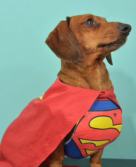 ❤️Superdog Dachshund Adoption, Baby Dachshund, Weiners, Dachshund Mom, Puppies And Kitties, Weenie Dogs, Funny Dachshund, Dog Rules, Dachshund Lovers