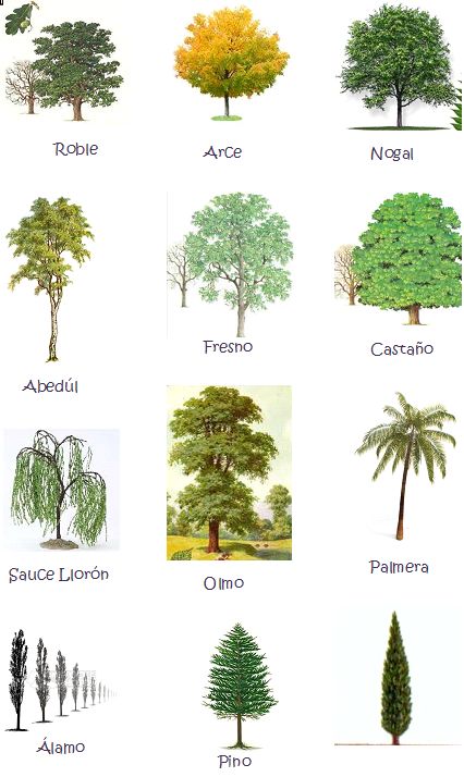 PRIMARIA - ÁREA: CONOCIMIENTO DEL MEDIO.   Los tipos de árbol.  Los árboles y sus frutos.   Las hojas de los árboles. Tree Drawing, Plant Illustration, Tree Leaves, Landscaping Plants, Landscape Trees, Desert Landscaping, Trees And Shrubs, In Spanish, Tree Painting