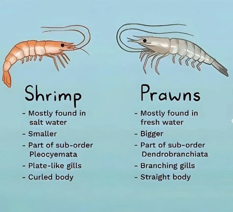 Cute Breakfast Ideas, Culinary Cooking, Food Types, Prawn Shrimp, Culinary Techniques, Food Infographic, Tastemade Recipes, Cooking Basics, Food Facts