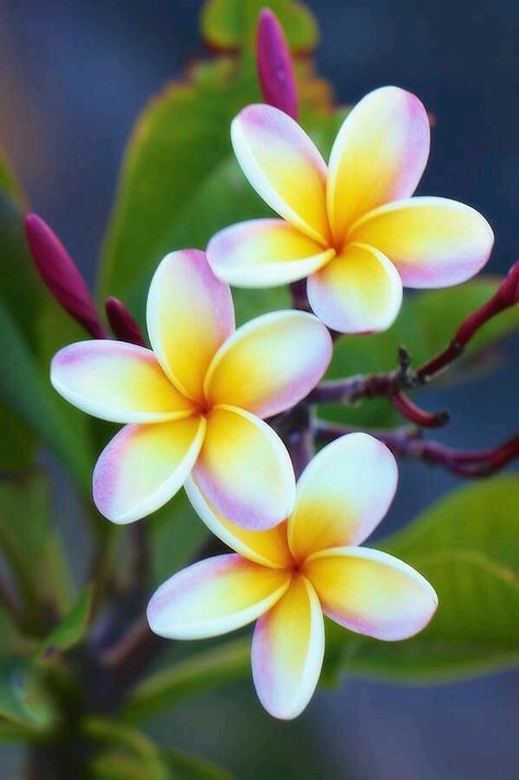 Fiori Frangipani, Deco Jungle, Flower Pot Design, Plumeria Flowers, Beautiful Flowers Photography, Kunst Inspiration, Lukisan Cat Air, Beautiful Flowers Pictures, Flower Lover