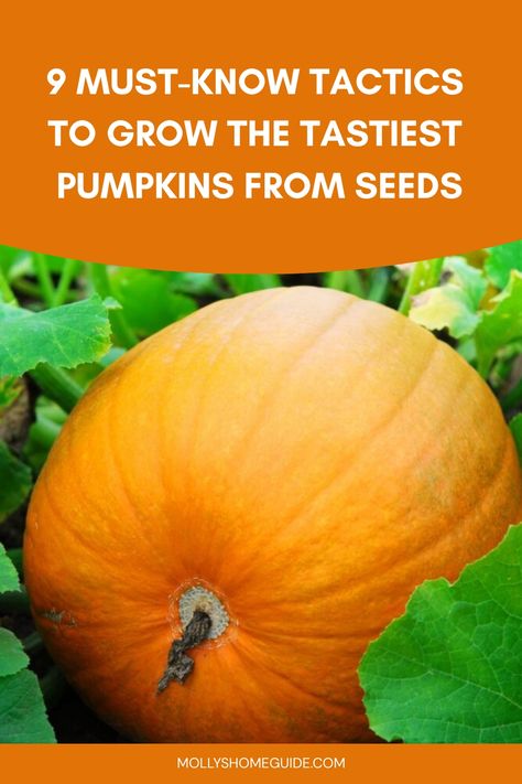 Discover the secrets of growing pumpkins from seeds with our comprehensive guide! Learn how to choose the right seeds, prepare the soil, plant and care for your pumpkin plants. From seed to harvest, we've got you covered with expert tips and tricks. Start your own pumpkin patch this season and enjoy watching your pumpkins flourish in your garden. Whether you're a beginner or seasoned gardener, growing pumpkins from seeds is a rewarding experience that anyone can enjoy! Grow Pumpkins From Seeds, Pumpkin Plants, Grow Pumpkins, Types Of Pumpkins, Squash Bugs, Planting Pumpkins, Cucumber Beetles, Seed Starting Mix, Growing Pumpkins