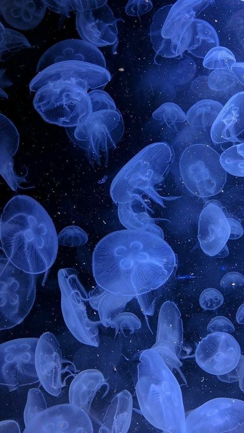 Wallpaper Iphone Tumblr, Teal Wallpaper Iphone Aesthetic, Aesthetic Wallpapers Iphone, Jellyfish Background, Jellyfish Lockscreen, Blue Night Aesthetic Wallpaper, Wallpaper Ipad Blue, Jelly Fish Asethic Wallpaper, Green Jellyfish Wallpaper