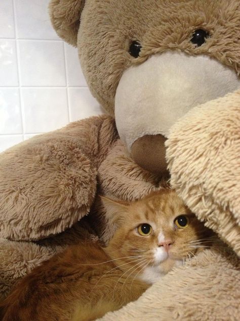 Cat With Teddy Bear, Cat Teddy Bear, Animal Pfp, Cat Hug, Cat Cuddle, A Teddy Bear, Cats Kittens, Ginger Cats, Cute Little Animals