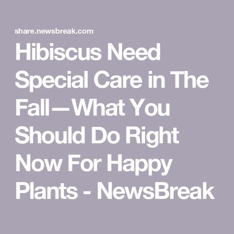 Hibiscus Need Special Care in The Fall—What You Should Do Right Now For Happy Plants - NewsBreak Hibiscus Care Outdoors, Hibiscus Care, Touched By An Angel, Dishwasher Pods, The Spruce, Hibiscus Plant, Tropical Hibiscus, Overwintering, Fast Growing Plants