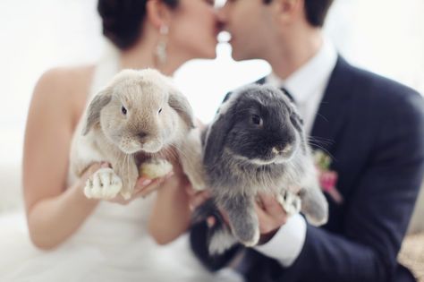 50 Too-Cute Ways to Honor Your Pet in the Wedding Plans | Brides.com Easter Wedding Ideas, Two Rabbits, Wedding Fotos, Bride Photoshoot, Beauty Photoshoot, Wedding Pets, Pet Bunny, Photography 101, Baby Bunnies