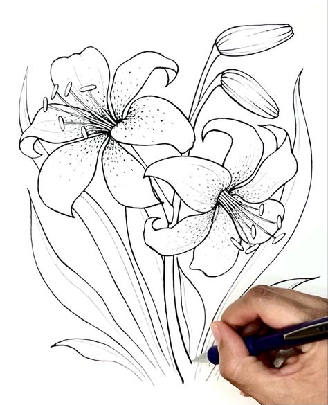 Learn how you can draw this beautiful tiger lily with this easy step-by-step instructional art tutorial! Tiger Lilly Drawing Flowers, Day Lilies Drawing, How To Draw A Lily Flower, How To Draw Lillies, Tiger Lily Sketch, Tiger Lilly Drawing, Lily Flower Outline, Tiger Lily Watercolor, Tiger Lily Painting