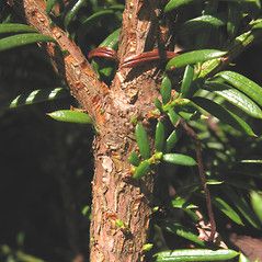 Taxus Canadensis, Dichotomous Key, Taxus Baccata, Winter Leaves, New England States, Small Shrubs, Plant Tree, Small Leaf, Bird Species