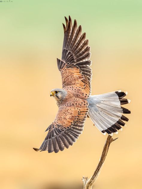 Kestrel Drawing, Kestrel Tattoo Black And White, Red Tailed Hawk Art, Common Kestrel, Red Tailed Hawk Painting, Wild Birds Photography, Eagle Images, Eagle Drawing, Raptors Bird