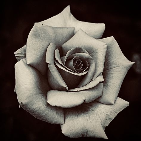 Black And Grey Rose Photography, Flower Pyrography, Floral Reference, Plant Tattoos, Rose Reference, Realistic Rose Tattoo, Black And Grey Rose, Heaven Tattoos, Rose Sleeve