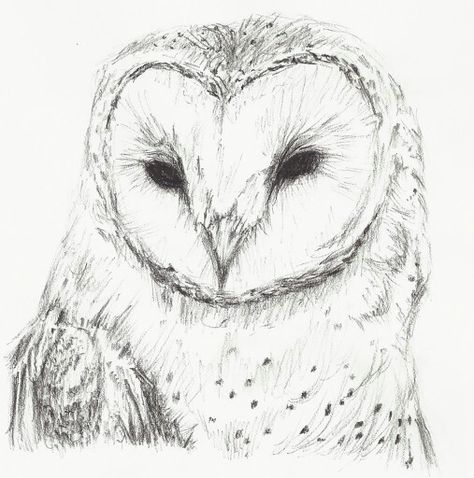 Owl Barn Owl, Tattoo Ideas, Sketch, Tattoos, Drawings