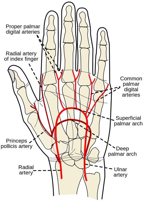 Np School, Arterial Blood Gas, Hand Anatomy, Arteries And Veins, Medical Laboratory Science, Science Quotes, Bible Verse Coloring, What Is Science, Hand Therapy