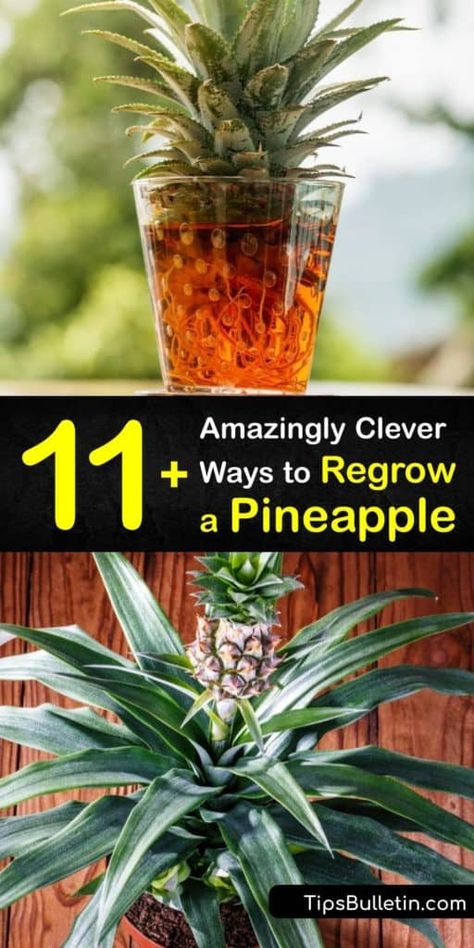 Pineapple Propagation, How To Regrow Pineapple, Pineapple Plant Care, Grow Pineapple, Pineapple Plant, Growing Pineapple, Pineapple Benefits, Pineapple Planting, Growing Fruit Trees