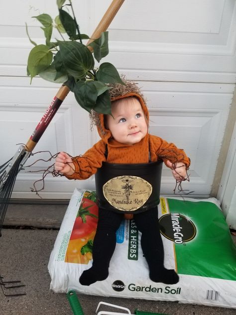 My daughter's 1st Halloween. Baby Mandrake FTW #harrypotter Baby Mandrake Costume Diy, Mandrake Baby Costume, Mandrake Costume, Butter Costume, Old Halloween Costumes, Roman Costume, Baby Kostüm, 1st Halloween, Baby Costume