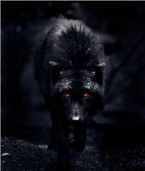 black wolf with red eyes | Black Wolf Red Eyes Picture Wolf With Blue Eyes, Creature Fantasy, She Wolf, Wolf Pictures, Wolf Spirit, Beautiful Wolves, Big Bad Wolf, Bad Wolf, Lone Wolf