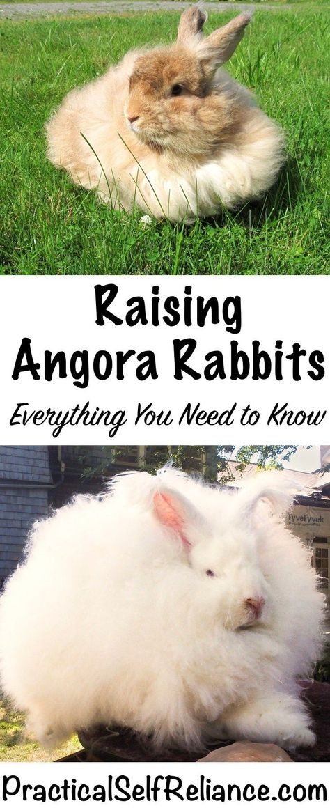 Rabbit Farm, Meat Rabbits, Raising Farm Animals, Raising Rabbits, Rabbit Breeds, Bunny Care, Rabbit Care, Self Reliance, Rabbit Hutches