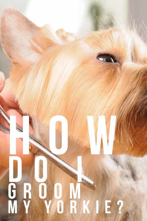 Yorkie Grooming - How to Care for Your Yorkshire Terrier's Coat Yorkie Grooming, Yorkshire Terrier Grooming, Yorkie Hairstyles, Yorkie Haircuts, Top Dog Breeds, Dog Grooming Tips, Yorkie Dogs, Yorkshire Terrier Puppies, Terrier Puppies