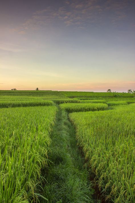 Paddy Field Drawing, Paddy Field Photography, Kerala Paddy Field, Paddy Field Painting, Sawah Padi Photography, Fall Season Pictures, Rice Field Background, Season Pictures, Payroll Template