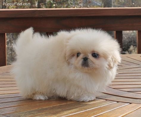 Pekingese Puppies For Sale, Pekingese Puppy, Pekingese Puppies, Fu Dog, Pekingese Dogs, Lion Dog, 10 Reasons, I Love Dogs, Dog Love