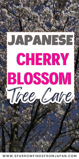 Japanese Cherry Blossom Tree: Sakura, Tips & Blossoms – Sparrow finds from Japan Japanese Flowering Cherry Tree, Japanese Cherry Blossom Tree, Japanese Cherry Tree, Japan Cherry Blossom, Flowering Cherry Tree, Cherry Blossom Japan, Cherry Blossom Festival, Cherry Blossom Season, Ornamental Trees