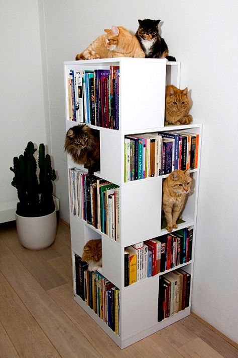 The CatCase Mixes Bookcase, Cat Tree, and Feline Fun Katt Diy, Tree Bookcase, Katt Grejer, Cats Sitting, Tree Bookshelf, Dekorasi Kamar Tidur, Bookshelf Design, Cat Shelves, Japanese Cat