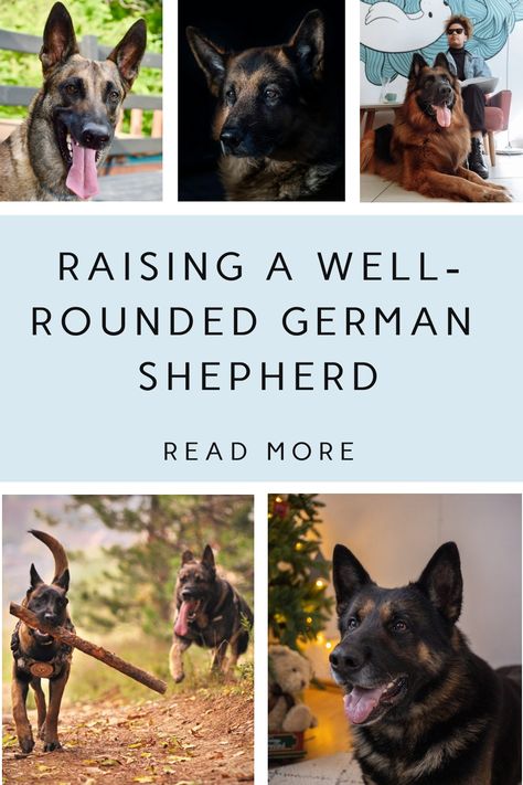 Training German Shepherd Puppies, German Shepard Training, Teaching Obedience, Training German Shepherd, German Shepherd Puppies Training, The Art Of Communication, Art Of Communication, German Shepherd Training, German Shepards