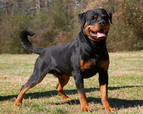 Rottweiler with long tail German Rottweiler, Rottweiler Funny, Rottweiler Love, Mastiff Puppies, Rottweiler Lovers, Dog Clothes Diy, Dangerous Dogs, Dog List, Rottweiler Puppies