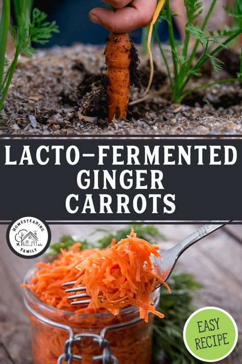 Fermenting Carrots, Coleslaw Pasta Salad, Coleslaw Pasta, Fermented Carrots, Pressure Canning Meat, Fermented Ginger, Ginger Carrots, Fermented Vegetables Recipes, Homesteading Family