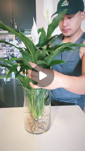 plants | decor | inspiration on Instagram Peace Lily Decor Living Rooms, Peace Lily In Water Vase, Peace Lily In Water, Home Plants Aesthetic, Peace Lily Indoor, Lilly Plants, Peace Lilies, Gardening Indoors, Peace Lily Plant