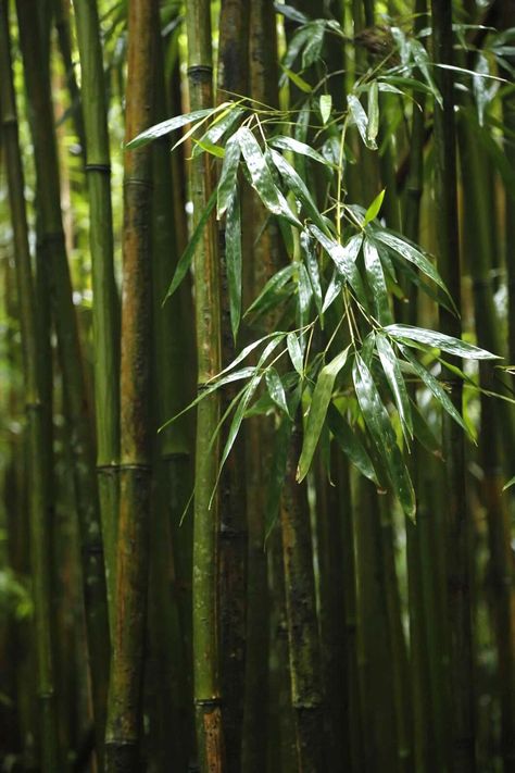 Bamboo Forest Tattoo, Bamboo Forest Aesthetic, Bamboo Photography, Bamboo Aesthetic, Bamboo Forest Japan, Bamboo Landscape, Bamboo Species, Yellow Bamboo, Chinese Bamboo