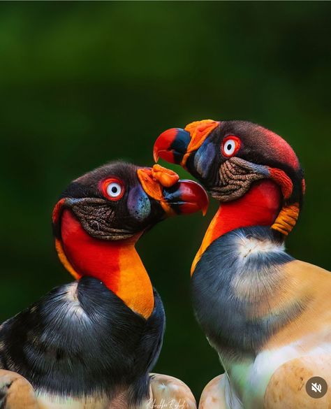 King Vulture @incrediblebirding King Vulture, Bird Beaks, What A Beautiful World, Most Beautiful Birds, Bird Perch, Bird Photo, Weird Animals, Animal Planet, Wild Birds