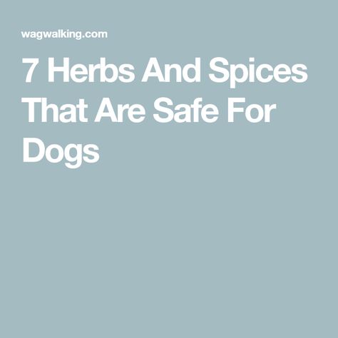 Safe Spices For Dogs, What Spices Can Dogs Have, Spices Good For Dogs, Spices Safe For Dogs, Spices Dogs Can Eat, Spices For Dogs, Kennel Cough, Dog Cake Recipes, Animal Treats