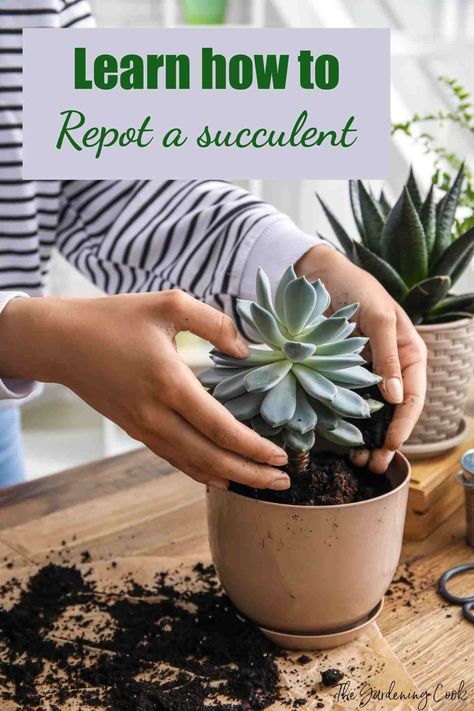 Repotting succulents is easier than you think! :cactus::herb: Check out our latest blog post for step-by-step instructions on how to give your plants a new home. From choosing the perfect pot to selecting the right soil mix, we've got all the tips and tricks you need for succulent success. Pin now, read later! #succulentcare #repottingtips #repottingsucculents #transplantingsuccculents #plantparentingHead to The Gardening Cook for full instructions. Repotting Succulents How To, Transplanting Succulents, Grow Succulents From Clippings, How To Bring A Succulent Back To Life, Repotting Succulents, Mimicry Plant, Taking Care Of Succulents, Transplant Succulents How To, Indoor Fairy Gardens