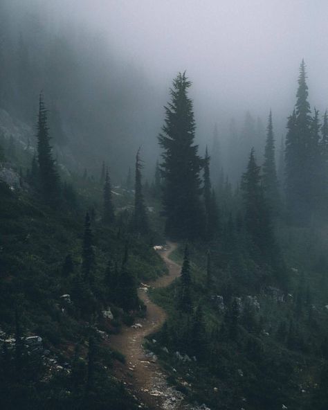 Wandering through the mist. by @elliothawkey 🌏 #folkgreen follow @themountainlife_ for more stunning posts! . Climate Ti Visuell Identitet, Mt Rainier National Park, Dark Nature, Landscape Photography Tips, Foggy Forest, Park Photography, Mt Rainier, Trip Planner, Landscape Photography Nature