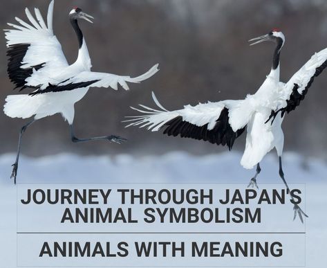 Animals With Meaning, Crane Meaning, Cat Symbolism, Japanese Raccoon Dog, Powerful Dragon, Japanese Myth, Japanese Animals, Japanese Crane, Japanese Mythology