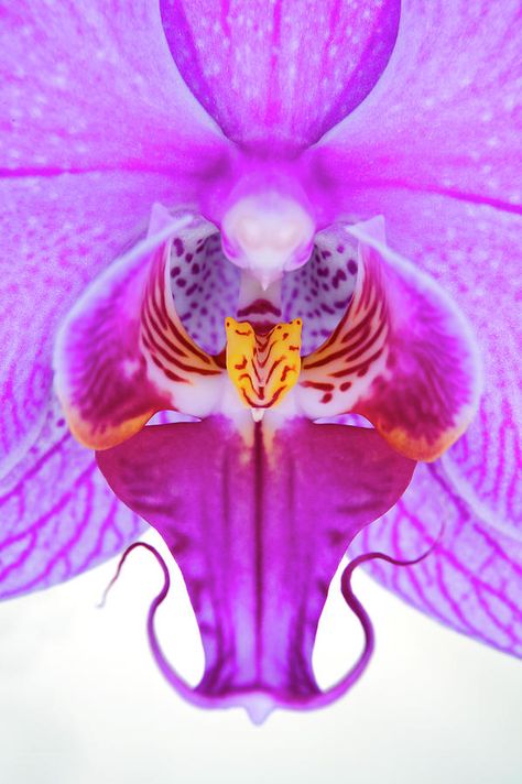 Orchid Close Up, Nail Concept, Alien Princess, Orchid Nails, Orchids Flowers, Orchid Print, Cattleya Orchid, Antique Necklaces Design, Tarot Art