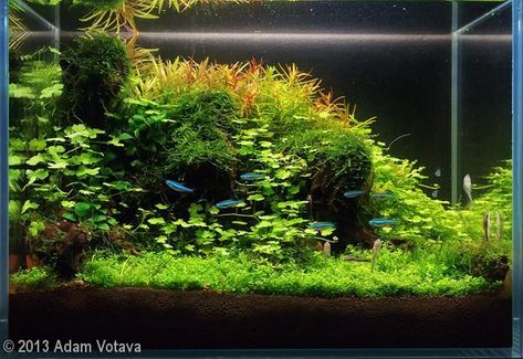 5 Gal Aquascape, 5 Gallon Aquascape, Pogostemon Helferi, Hydrocotyle Tripartita, 125 Gallon Aquarium, Aquatic Design, Aquascaping Plants, Aquascape Ideas, Java Moss