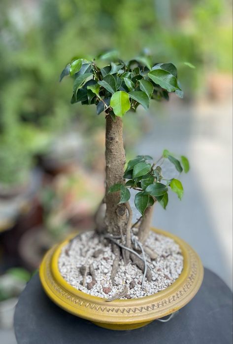 Ficus Benjamina Bonsai, Fig Bonsai, Bonsai Ficus, Jade Bonsai, Weeping Fig, Bonsai Techniques, Ficus Benjamina, Bonsai Soil, Bonsai Styles