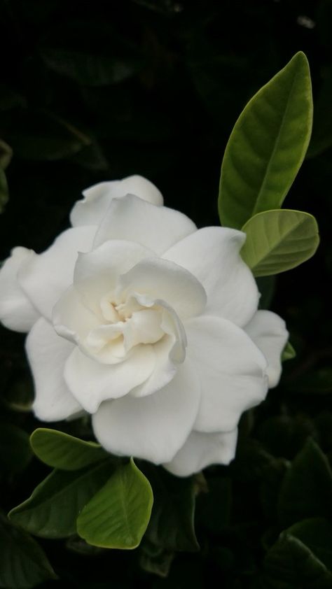 Gardenia. Gardenia Aesthetic, Gardenias Flower, Gardenia Tree, Gardenia Trees, Gardenia Flowers, Gardenia Plant, Gardenia Flower, Historical Homes, Mom's Birthday