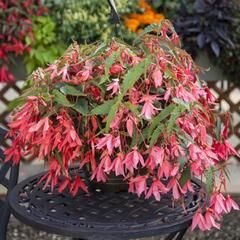 Begonia Bossa Nova Pink Glow F1 Begonia Boliviensis, Plant Palette, Cactus Seeds, Bossa Nova, Companion Planting, Salmon Pink, Front Garden, Ponds, Gardening Ideas