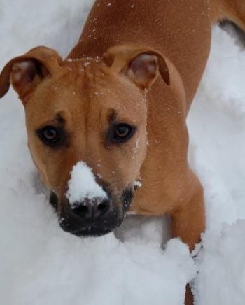 Rudy-Boxer & Rhodesian Ridgeback Mix • Adult • Male • Large  Affinity Rescue, Inc Pardeeville, WI  Courtesy Listing: Rudy's family have made the hard decision to rehome Rudy. Rudy has lived with the family since he was a pup and has always done well. He is now having some issues since the addition of another child. ?Rudy is a five year old Rhodesian ridgeback/boxer mix. He loves people, dogs, cats and the outdoors. He loves to run, swim, and hike. He's also very cuddly, so prepare... Boxer Mix Dogs, Boxer Mix Puppies, Hard Decision, Boxer Mix, Breed Dogs, Rhodesian Ridgeback, Mixed Breed Dogs, Mixed Breed, Pet Store