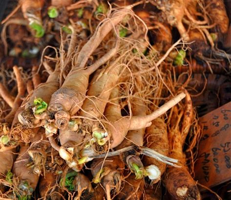 Growing Ginseng, Ginseng Plant, Hydro Power, Wild Foraging, Solar Wind, Growing Herbs, Veggie Garden, Growing Food, Medicinal Herbs