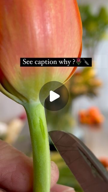 FLORAL DESIGN & WORKSHOP 🇺🇸🇵🇭 on Instagram: "24k✨Magic ,Tulip tips and tricks !! Neck-slitting helps to maximize the vase life of tulips 🌷 The benefit of this technique is that it allows better water uptake, preventing the stem from sealing up and promoting longer-lasting tulips in your masterpiece 👍🏼😃 …. rate this hack from 1 to 5 ⭐️ . . . #tulips #brunomars #24kmagic @freshtulips #flowerhack #flowertipsandtricks #dailyinspo #freshflowers #jun_pinon #europeandobermann #betelgesdoberman #dogofinstagram #puppylove #amaryllis #freshfits #tremdingflowers" Tulip Vase Arrangement, Tulip Tips, Tulip Arrangement Ideas, Tulip Floral Arrangements, Tulip Arrangement, Fresh Tulips, Tulips Arrangement, Open Flower, Design Workshop