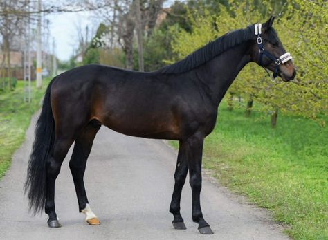 Black Bay Horse, Seal Bay Horse, Warmblood Horses, Horse Coat Colors, Reining Horses, Bay Horse, Brown Horse, Black Horse, Horse Coloring