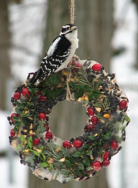 Animals in Winter ~ Ice Wreath ~ Treat for the Birds ~ Tutorial here: http://flower-pot-crafts.com/pdf/Sparkling%20Ice%20Wreath%20Instr_Pinterest.pdf Winter Treats, Wreath Ornament, For The Birds, Bird Seed, Backyard Birds, Noel Christmas, Birds Of Paradise, The Birds, Winter Garden