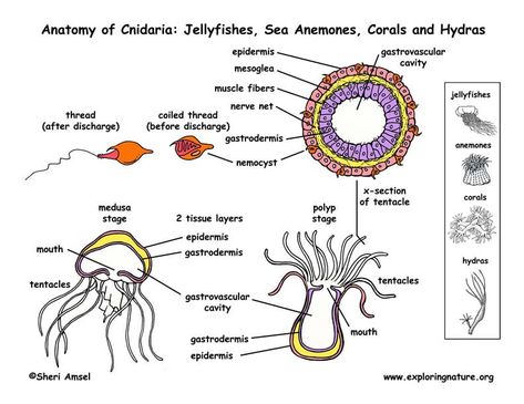 Apologia Biology, Nervous System Anatomy, Cycle For Kids, Cnidaria, Animal Classification, 8th Grade Science, Biology Teacher, Biology Notes, History Education