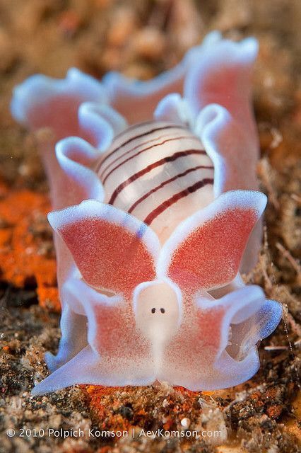 Pig nudibranch Foto Bawah Air, North Sulawesi, Creature Marine, Bawah Air, Fauna Marina, Sea Slugs, Sea Anemone, Deep Sea Creatures, Sea Snail